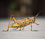 Grasshopper